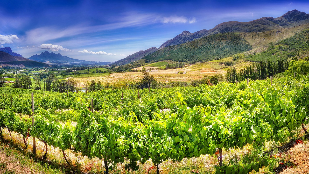 Stellenbosch staat bekend om de kwaliteitswijnen die er geproduceerd worden
