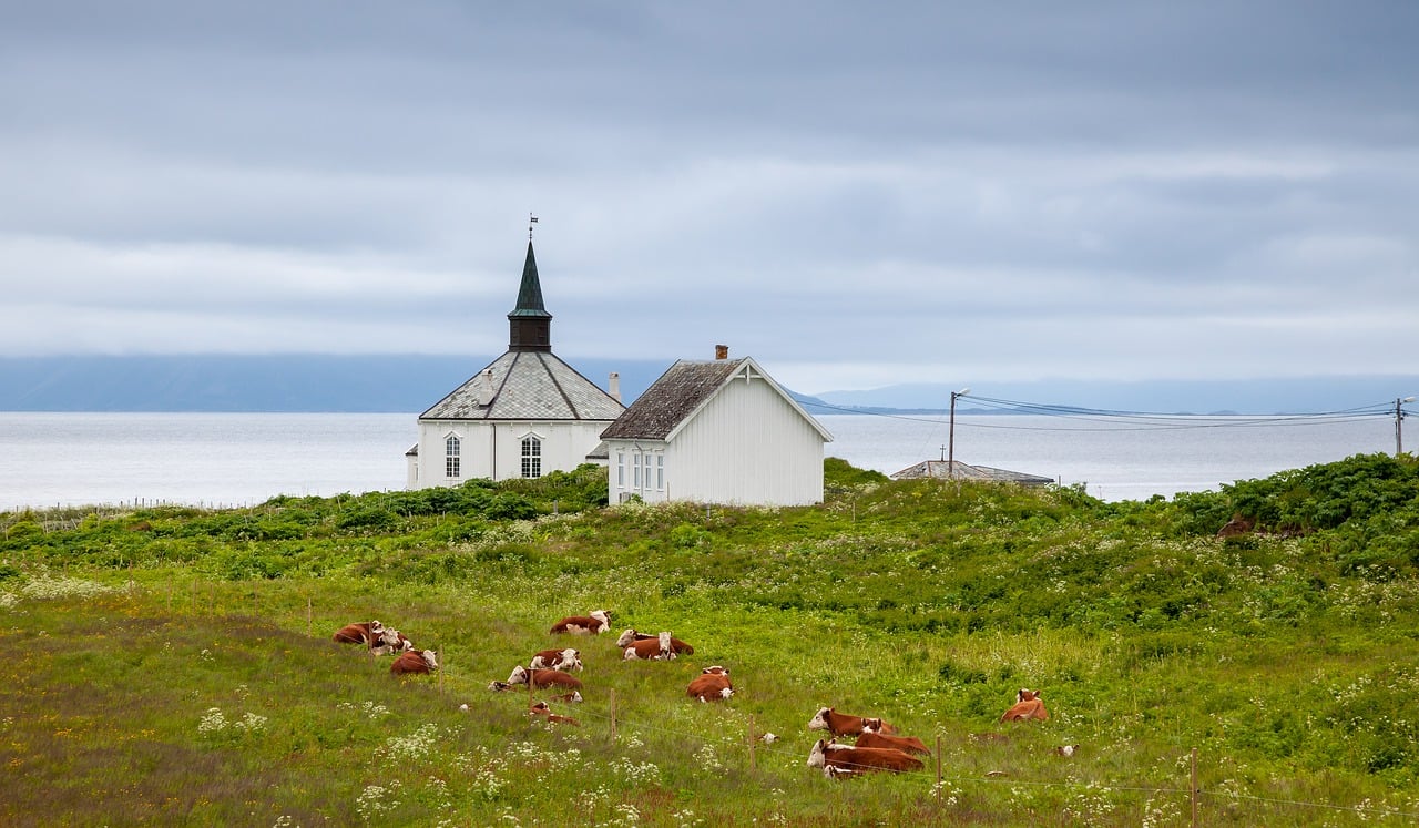 Noorse koeien die genieten van de gezonde buitenlucht