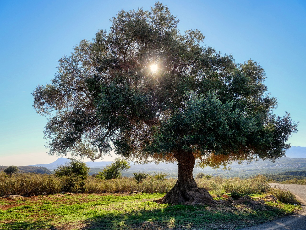 Op de Peloponnesos vind je eeuwenoude olijfbomen