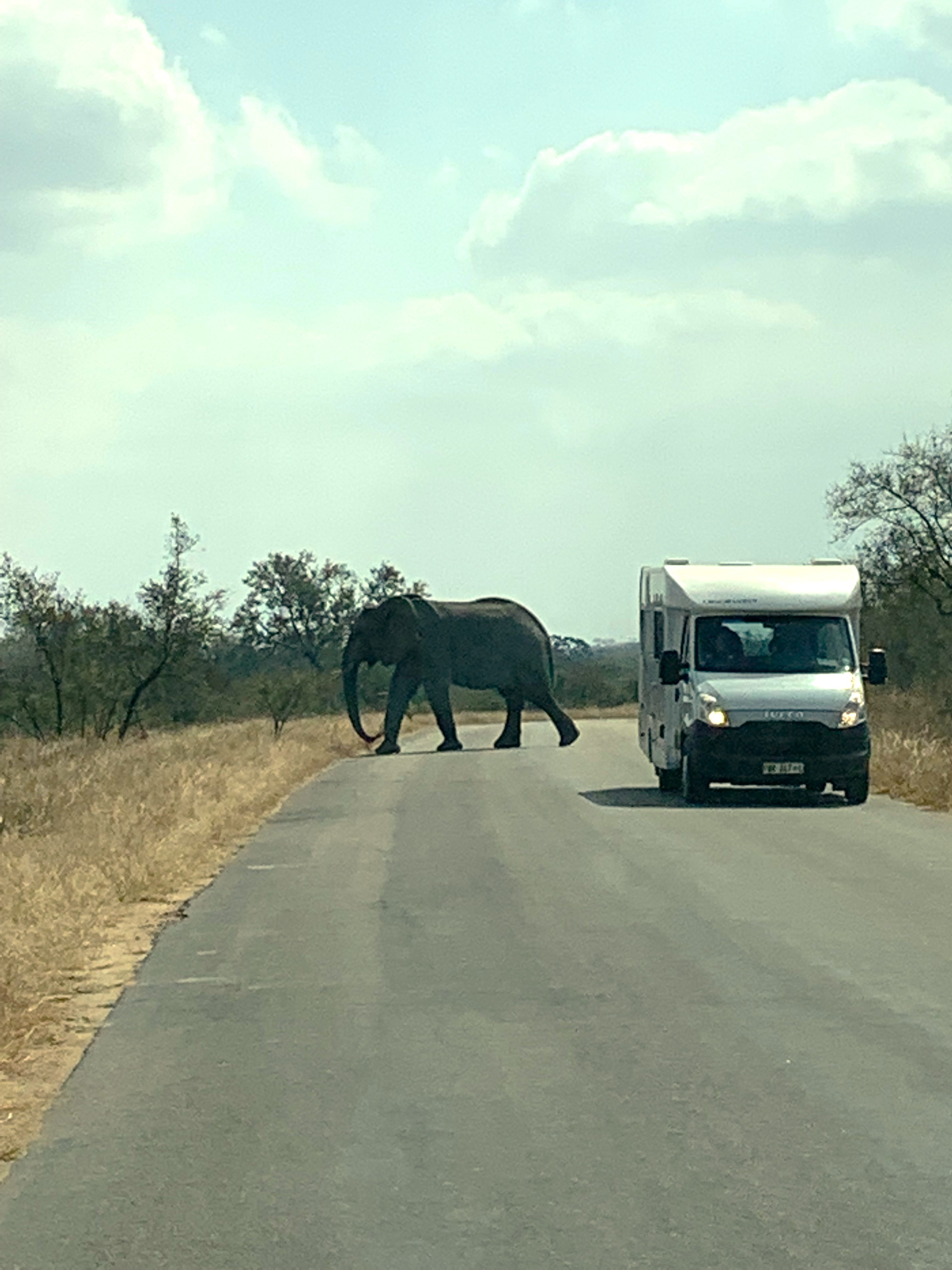 In Kruger National Park steken de olifanten voor je auto over