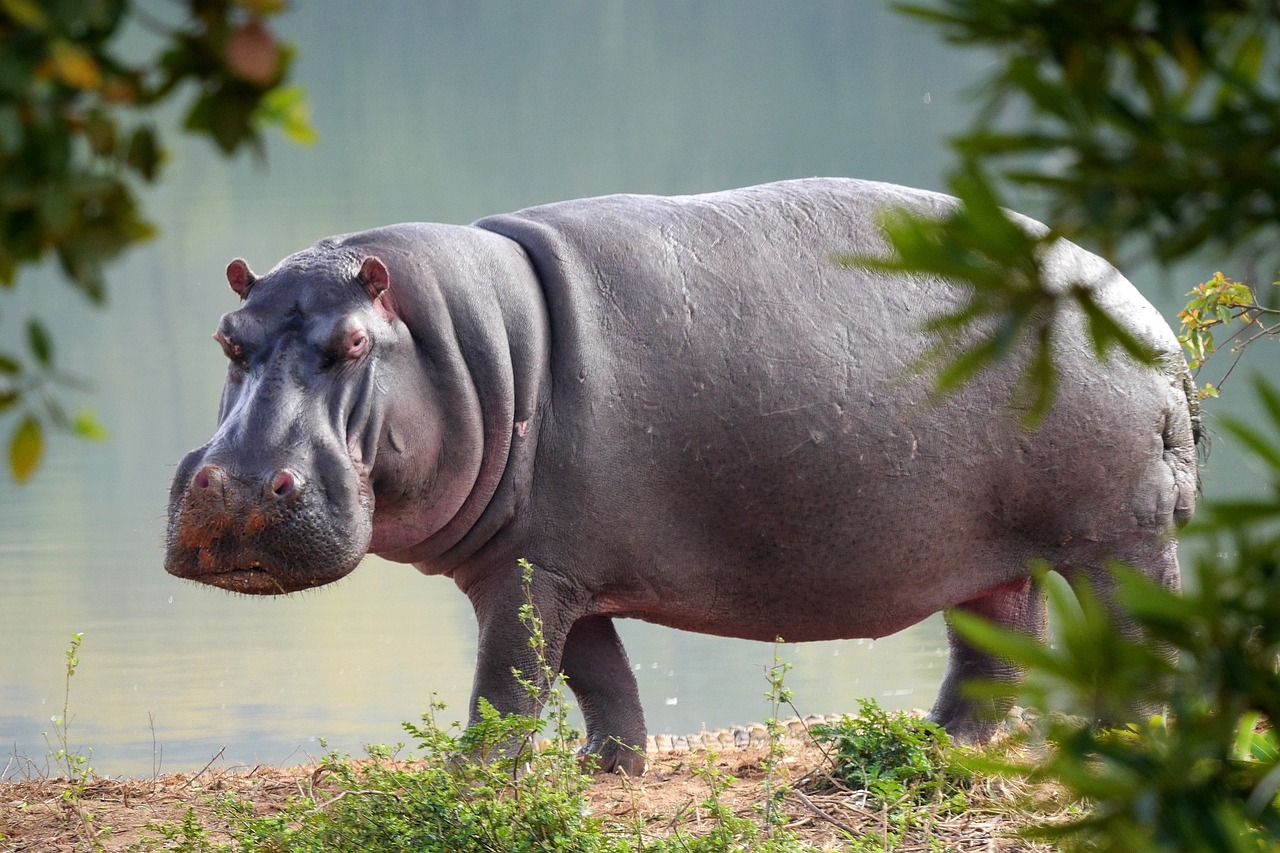 In St. Lucia in Zuid-Afrika maken de nijlpaarden 's avonds graag een wandelingetje.