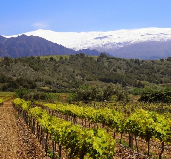 Wijnen proeven tijdens je culinaire reis door Andalusië