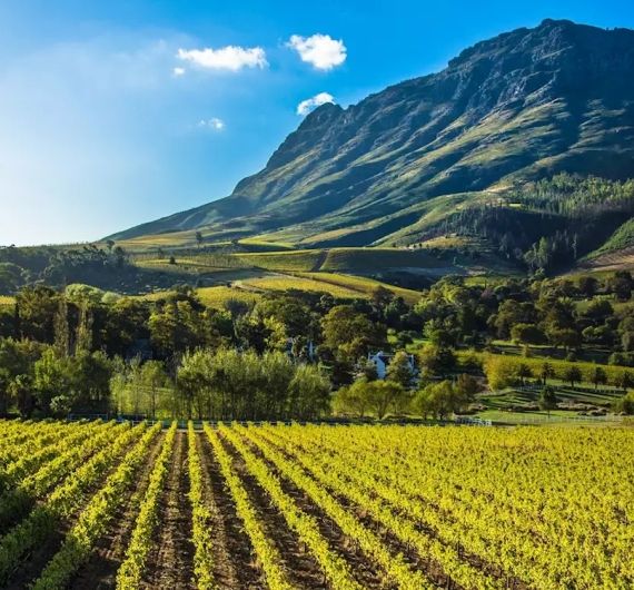 Stellenbosch is het hart van de Zuidafrikaanse wijndomeinen