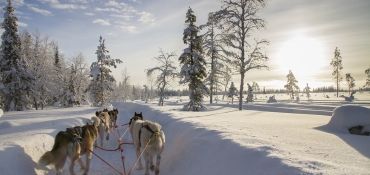Een sledetocht met husky's is een onderdeel van deze Lapland rondreis