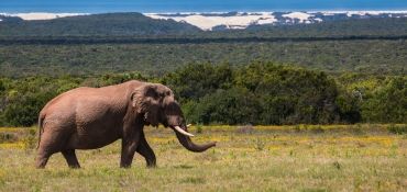 De olifant ga je veel zien in Zuid-Afrika